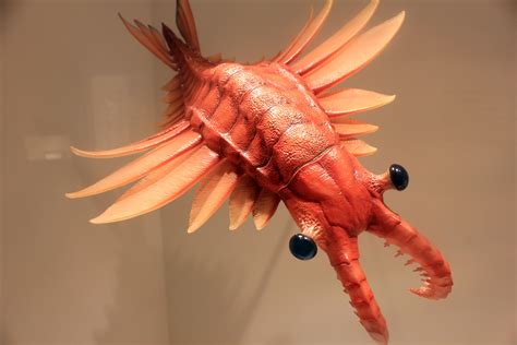 when did anomalocaris live.